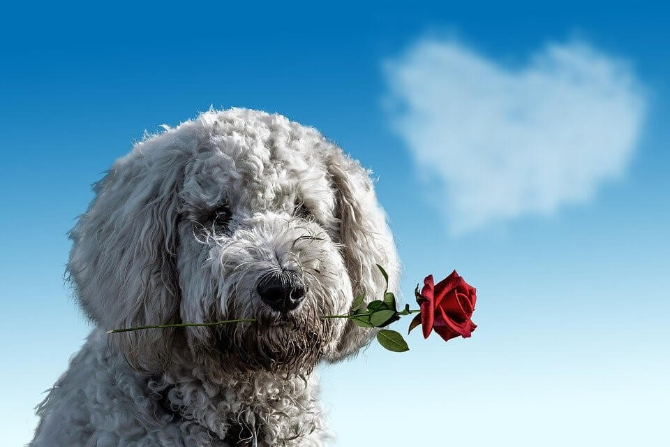 プレゼント、犬がバラの花を加えている